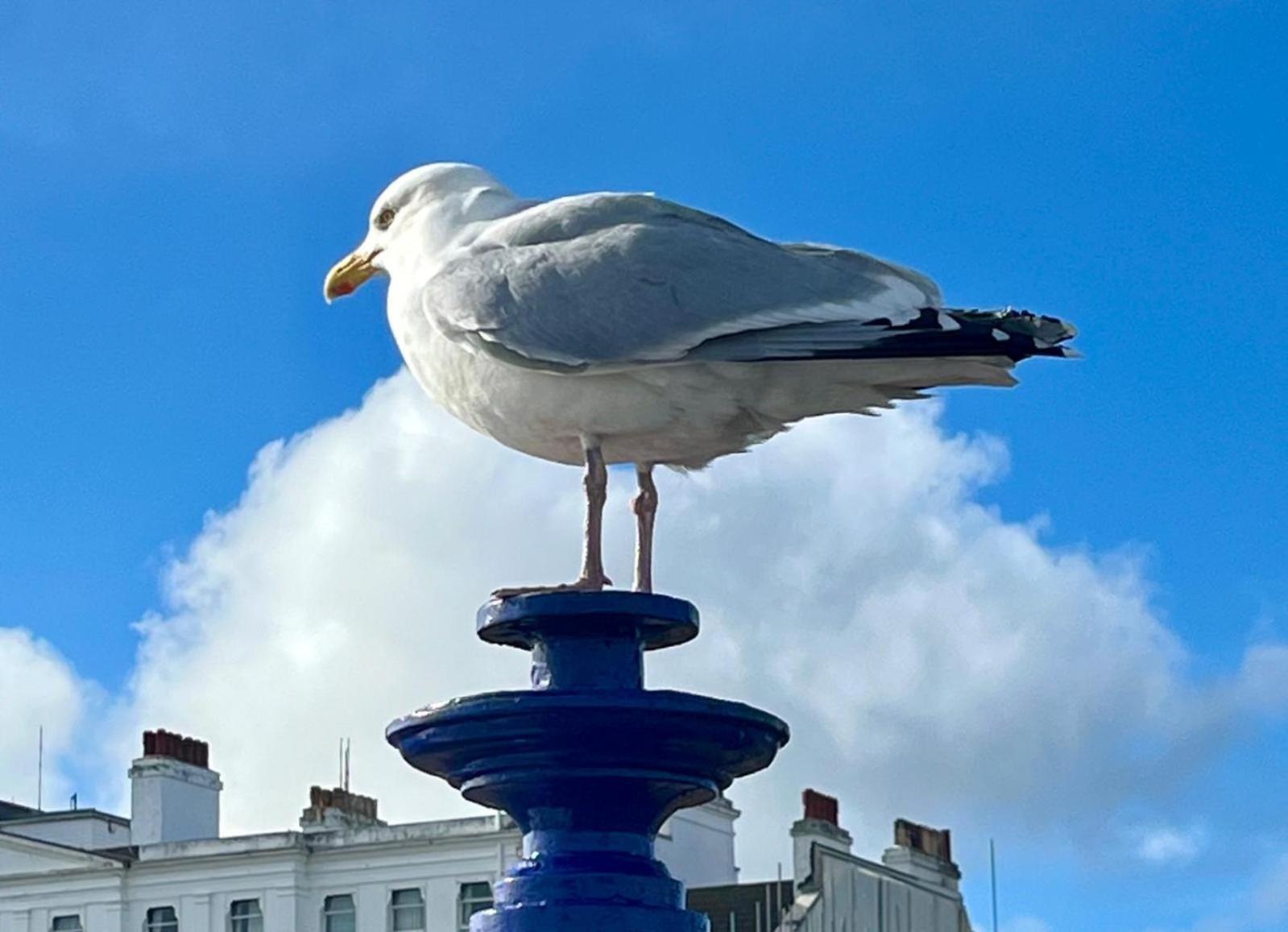 "The Parlour" Seafront Apartment WTA WTA Eastbourne Exterior foto
